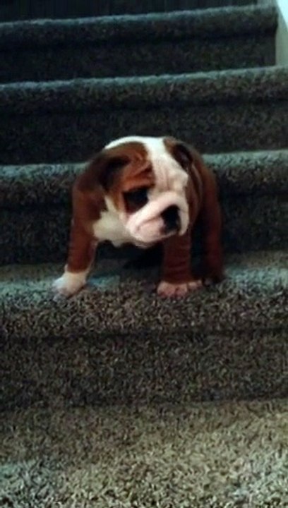 Un bébé chien terrifié par de simples escaliers va se lancer... à la conquête du monde!