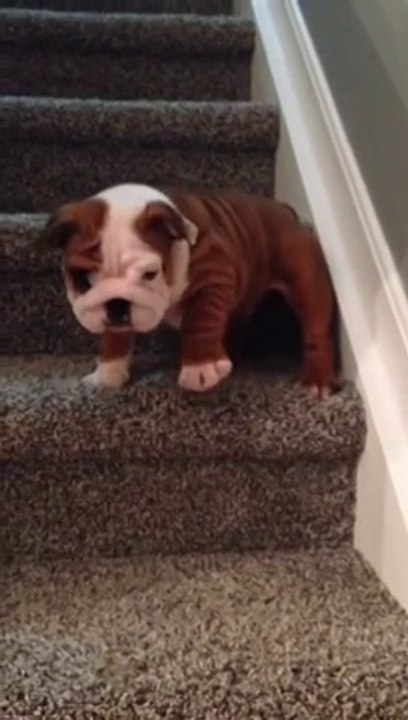 Cute tiny English Bulldog puppy so scared of st...
