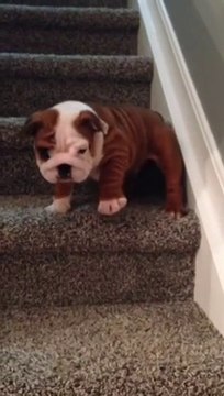 Cute tiny English Bulldog puppy so scared of stairs
