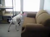 (116) Laser Mounted to A Dog's Collar