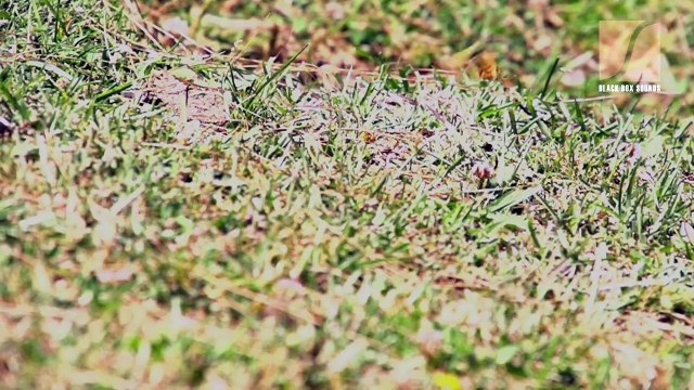 This is Pakistan like never seen before! lets see Pakistan through Black Box Sounds lens. watch in HD format