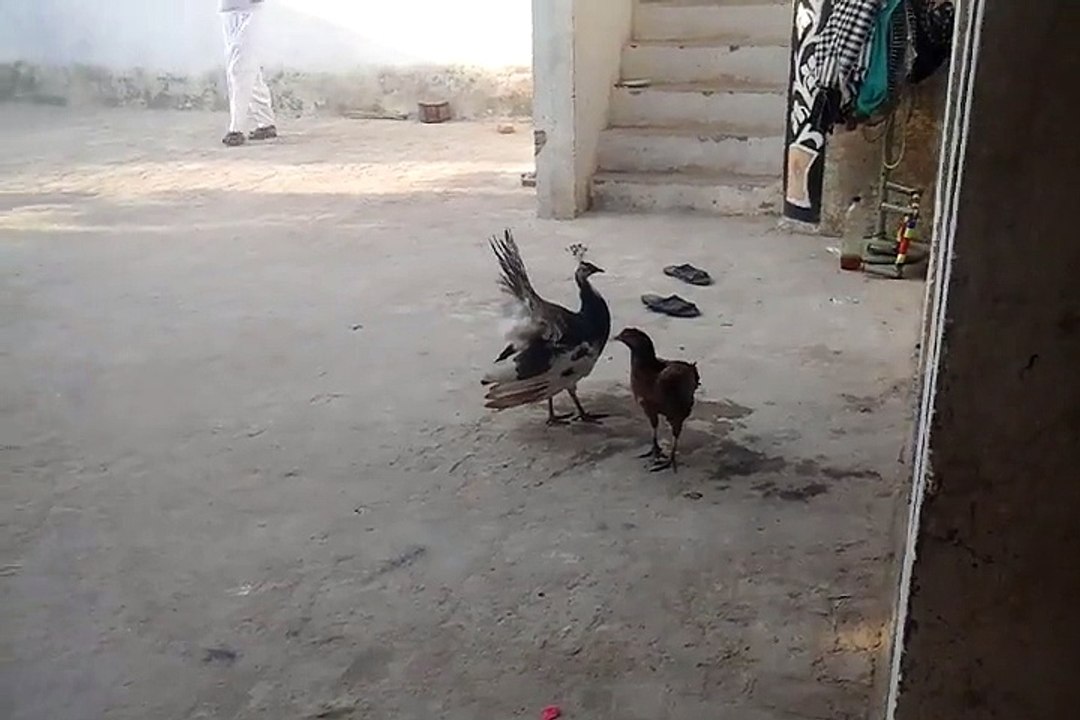 Abid.mp4