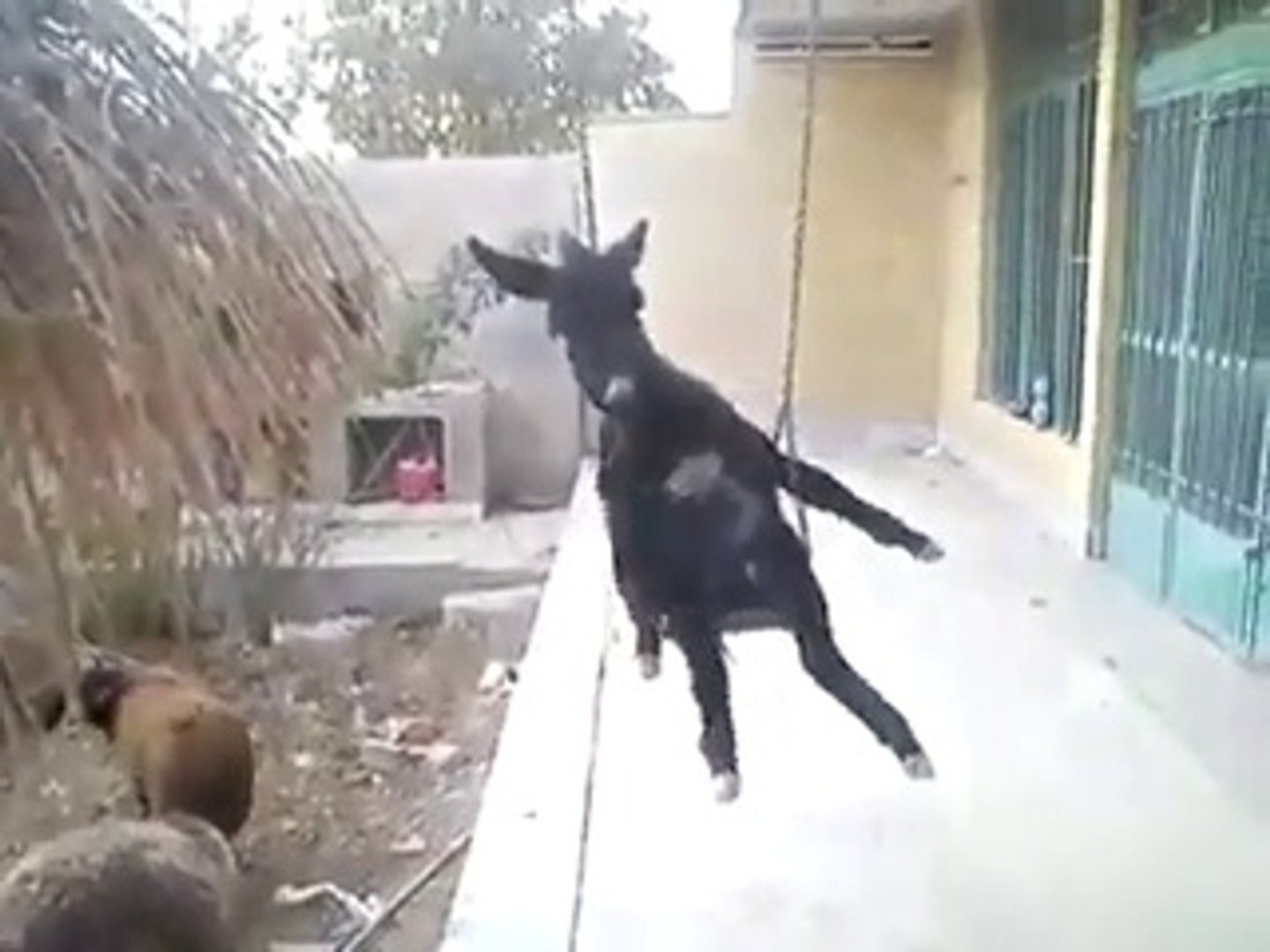 Funny Donkey Video