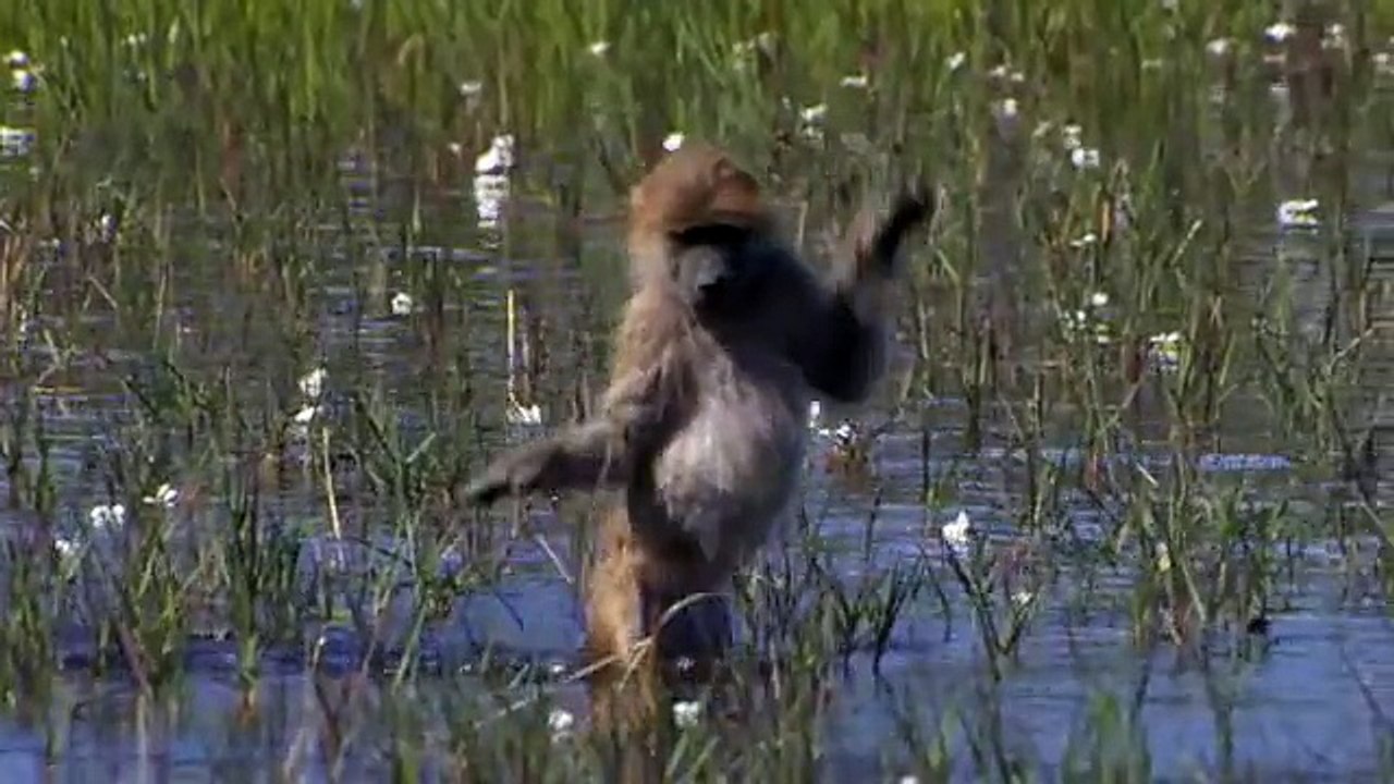 Disney Nature plants a tree for Earth Day! (HQ)