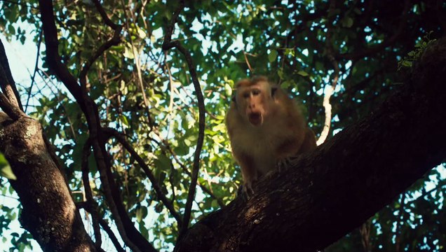 Disneynature’s Monkey Kingdom - Official US Trailer 2