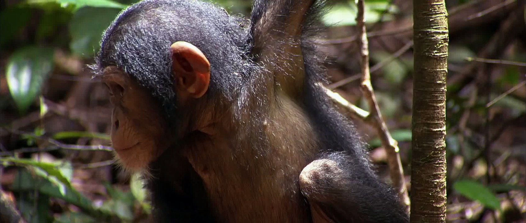 Disneynature's Bears - _Capture Your Heart_ TV Spot