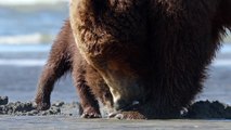 Disneynature's Bears - _Digging Up Clams_ Clip