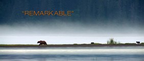 Disneynature's Bears - Now Playing in Theaters!