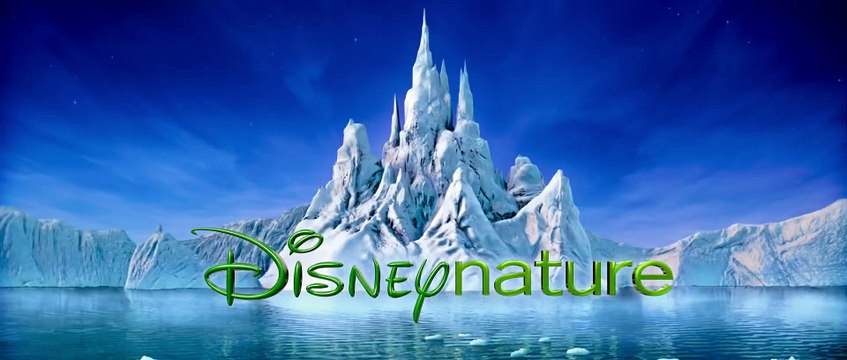 Disneynature's Bears Now Playing in Theatres