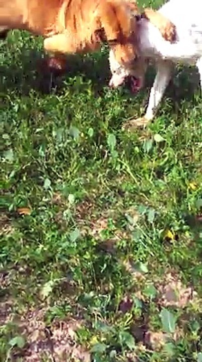 Dogs fighting In pakistan