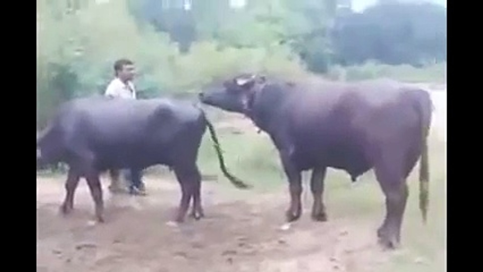 ⁣Animals mate animal Buffalo