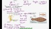FSc Biology Book2, CH 17, LEC 12, Evolution of Nervous System, Diffused and Centralized Nervous System