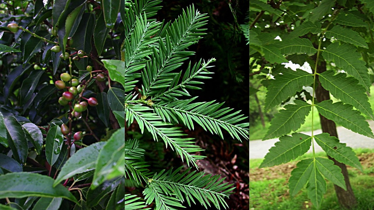 Les arbres du jardin public à Montélimar