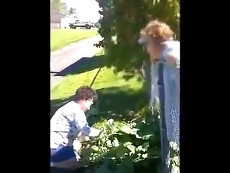 best ever funny video