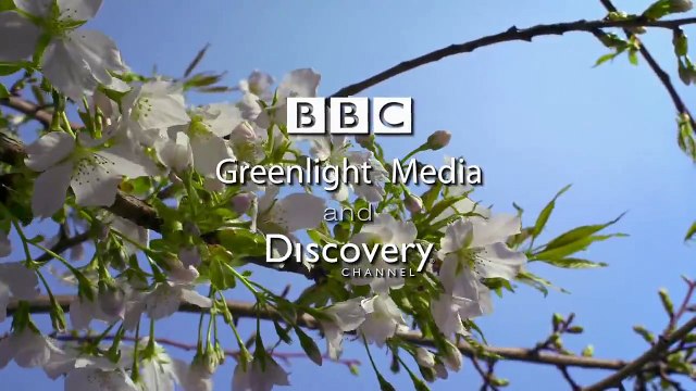 Earth- Official Movie Trailer (watch in HD!)