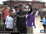 Villagers Catch Dozens of Poisonous Snakes Coming from LoC