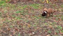 Retrieving lors d'un Field Trial organisé par le Spaniel Club Français.