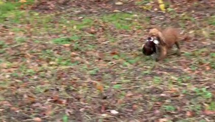 Retrieving lors d'un Field Trial organisé par le Spaniel Club Français.