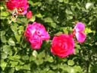 Pashto Nohay-Syed Zakir Abbas Sherazi 03-Qarara wer kaa