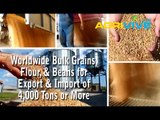 Purchase Wholesale Wheat, Wholesale Wheat, Wholesale Wheat, Wholesale Wheat, Wholesale Wheat