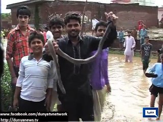 Dozens of poisonous snakes coming from LoC.
