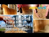 Purchase Bulk Food Wheat, Bulk Wheat for Sale, Buy Bulk Wheat, Bulk Wholesale Wheat, Bulk Wheat