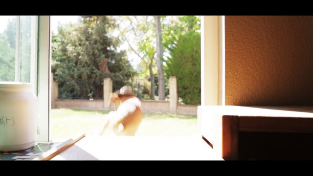 Indiana Bones avec des chiens et des chats