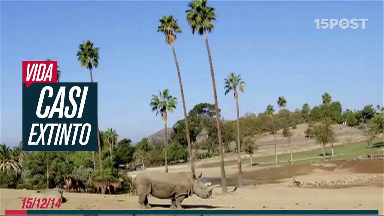 Solo quedan 5 rinocerontes blancos en el mundo - 15post