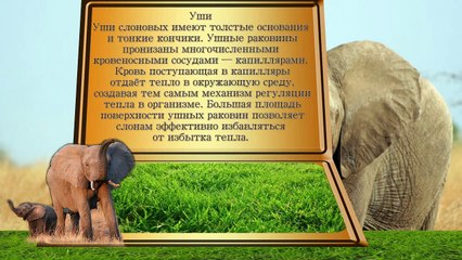 Слоны - информационный ролик