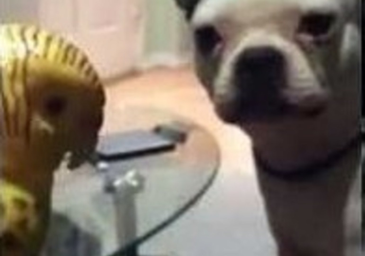 ⁣Boston Terrier Is Terrified of Toy Parakeet