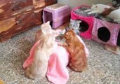 Taiwanese Cats Enjoy a Game of Cards