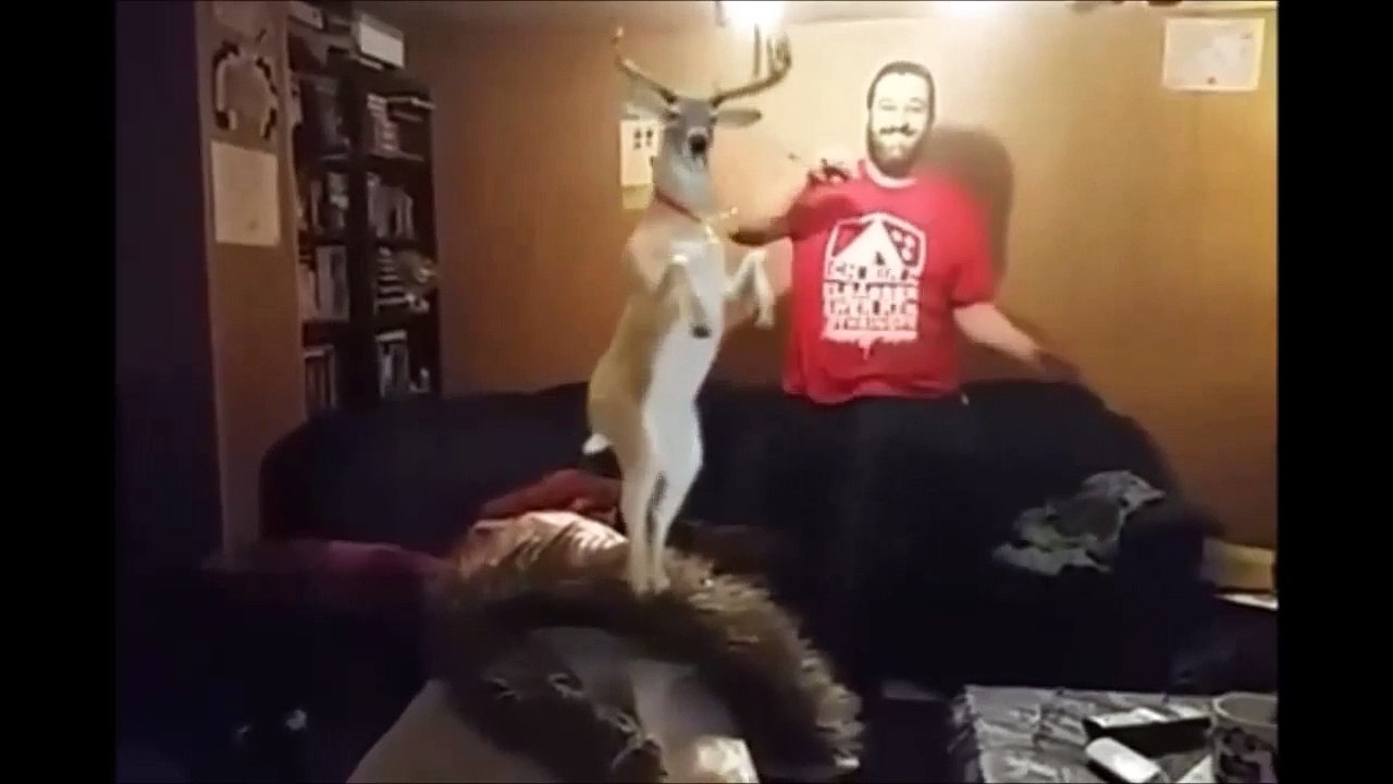 Le Professeur Djack d' Alsace Brumath danse Noël