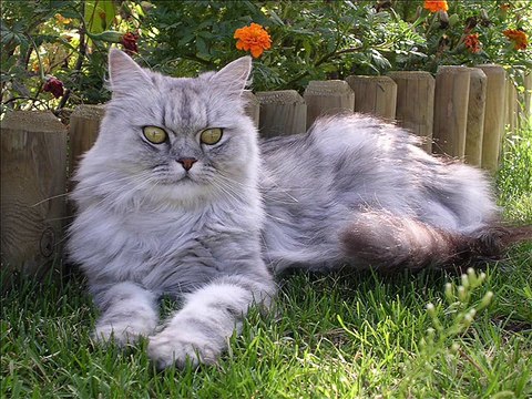 Repose en paix ma beauté