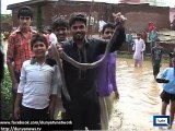 Villagers catch dozens of poisonous snakes coming from LOC