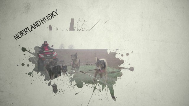 2014.12 Préparation physique des chiens pour le raid en suède , norrland husky