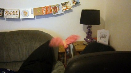 Britains Rarest Butterfly Caught On Camera