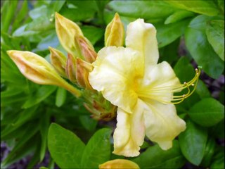 Azalka v rozkvětu: Václav Kovalčík, rok 2014