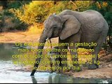 Animais ameaçados de extição Elefantes, animais inteligentes!