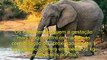 Animais ameaçados de extição Elefantes, animais inteligentes!