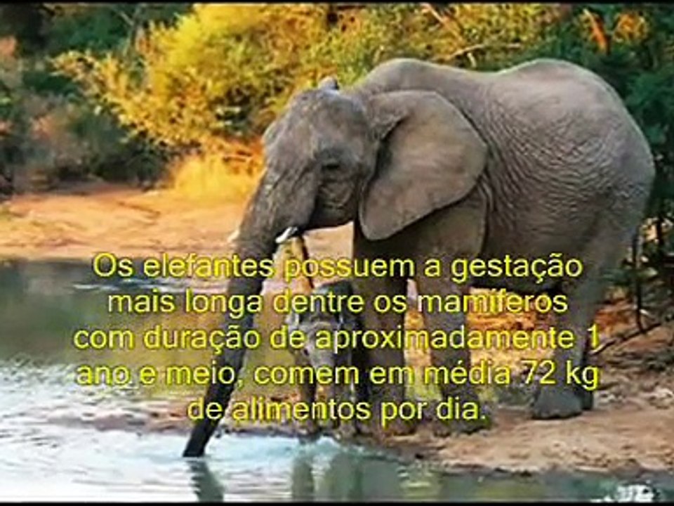 Animais ameaçados de extição Elefantes, animais inteligentes!