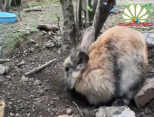 VID-20141102-WA0001.mp4