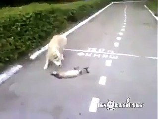 Cat plays dead to fool dog