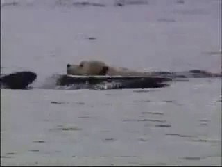 a dog and a dolphin swimming together