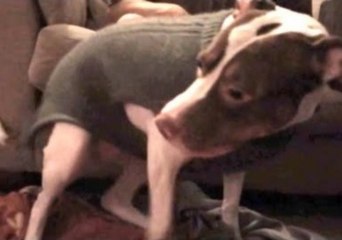 Sookie the Puppy Twerks With Style