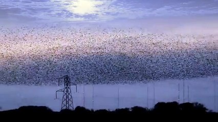 Bagdi Bella -HOOPONOPONO