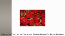 *75  Seascape Everbearing Strawberry Seeds by Seeds and Things Review