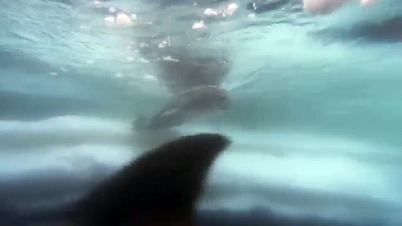 Des orques attaquent un phoque