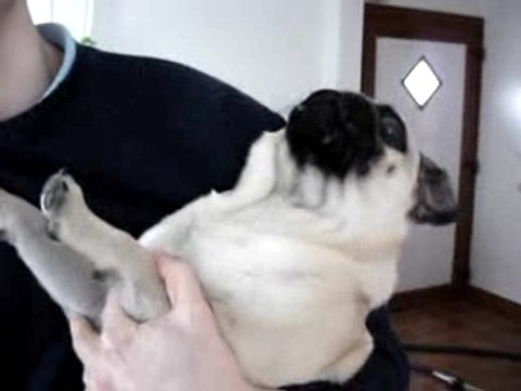 Fergus qui veut voir ses potes