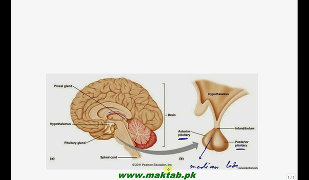 FSc Biology Book2, CH 17, LEC 18, Pituitary Gland