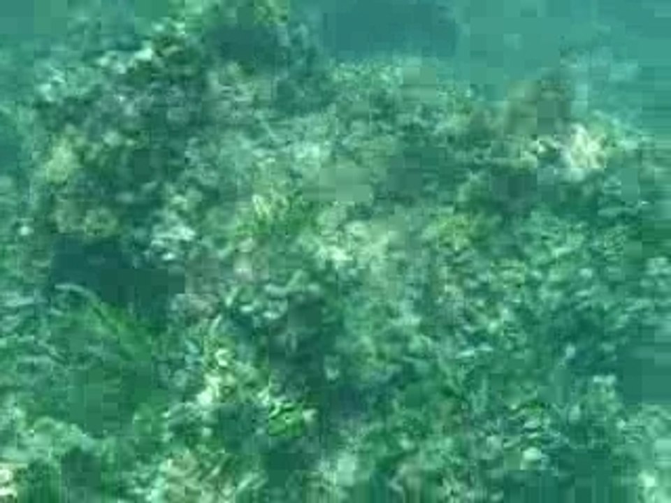 vues sous l'eau
